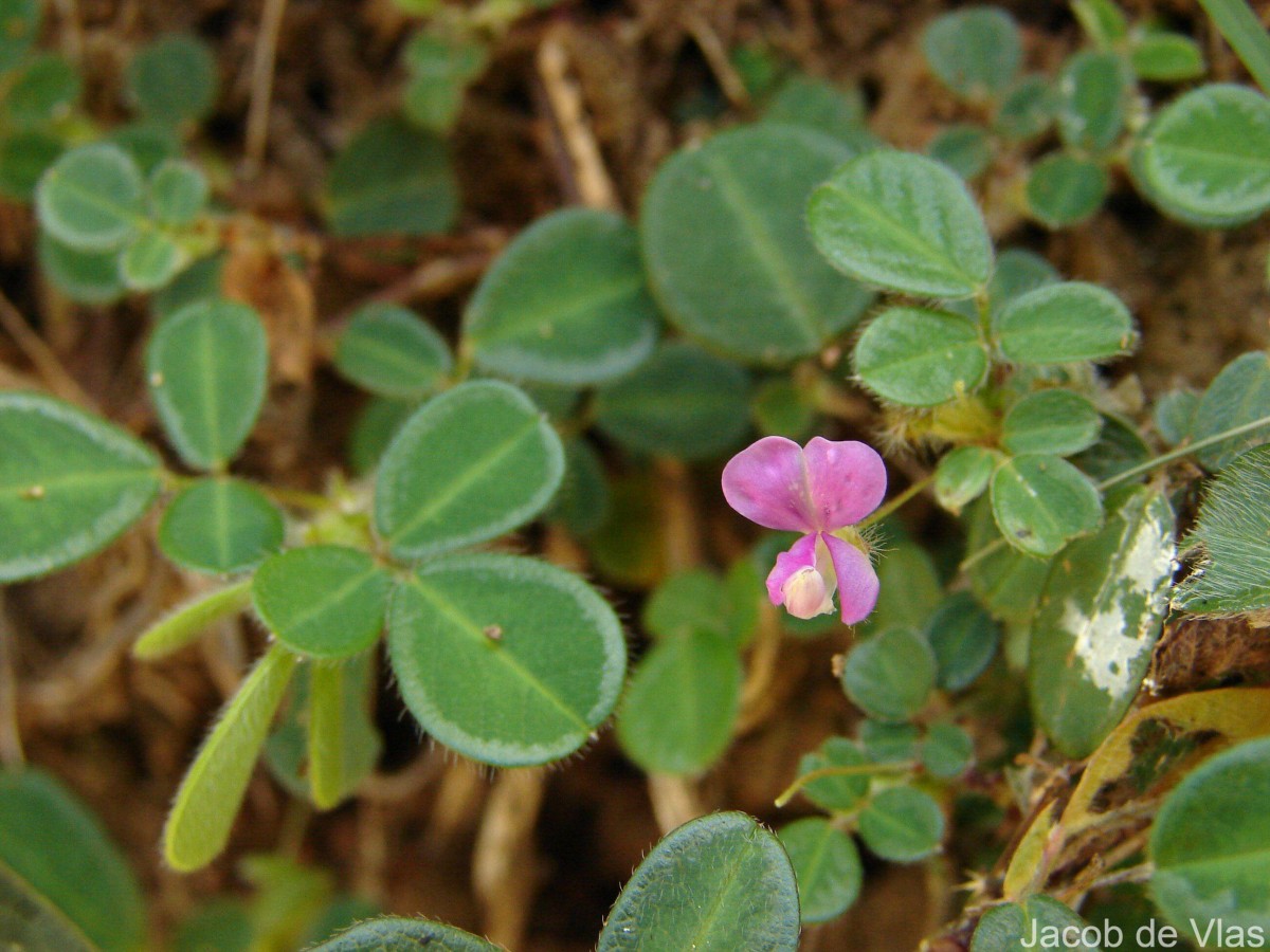 Grona heterophylla (Willd.) H.Ohashi & K.Ohashi